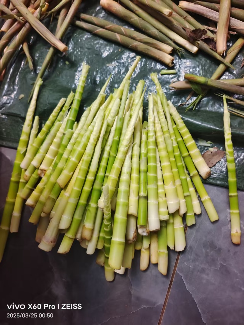 新鲜竹笋一手货源口感好价格优惠支持视频看货欢迎咨询