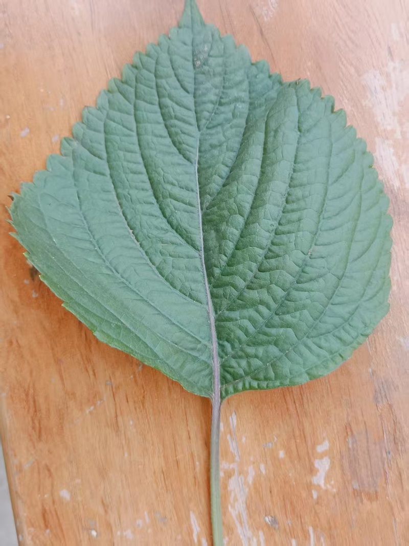 食用.药用.新鲜紫叶自产自销保证质量欢迎电话联系