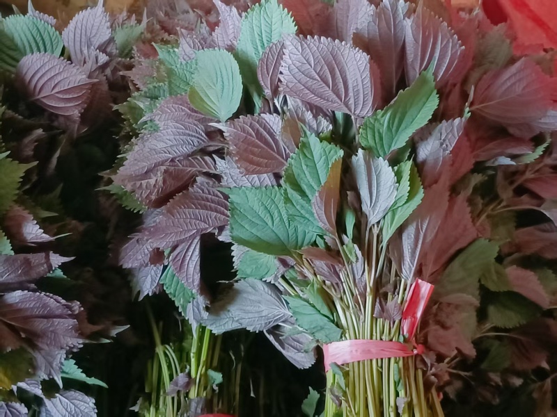 食用.药用.新鲜紫叶自产自销保证质量欢迎电话联系