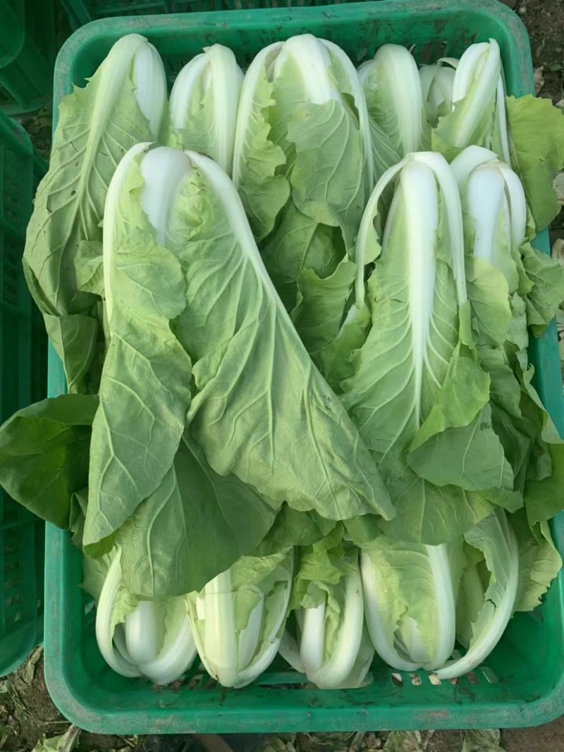 精品毛白菜杭白菜量大从优课视频看货欢迎全国老板咨询