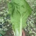 精品毛白菜杭白菜量大从优课视频看货欢迎全国老板咨询