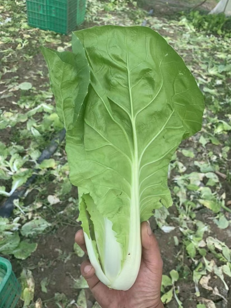 精品毛白菜杭白菜量大从优课视频看货欢迎全国老板咨询