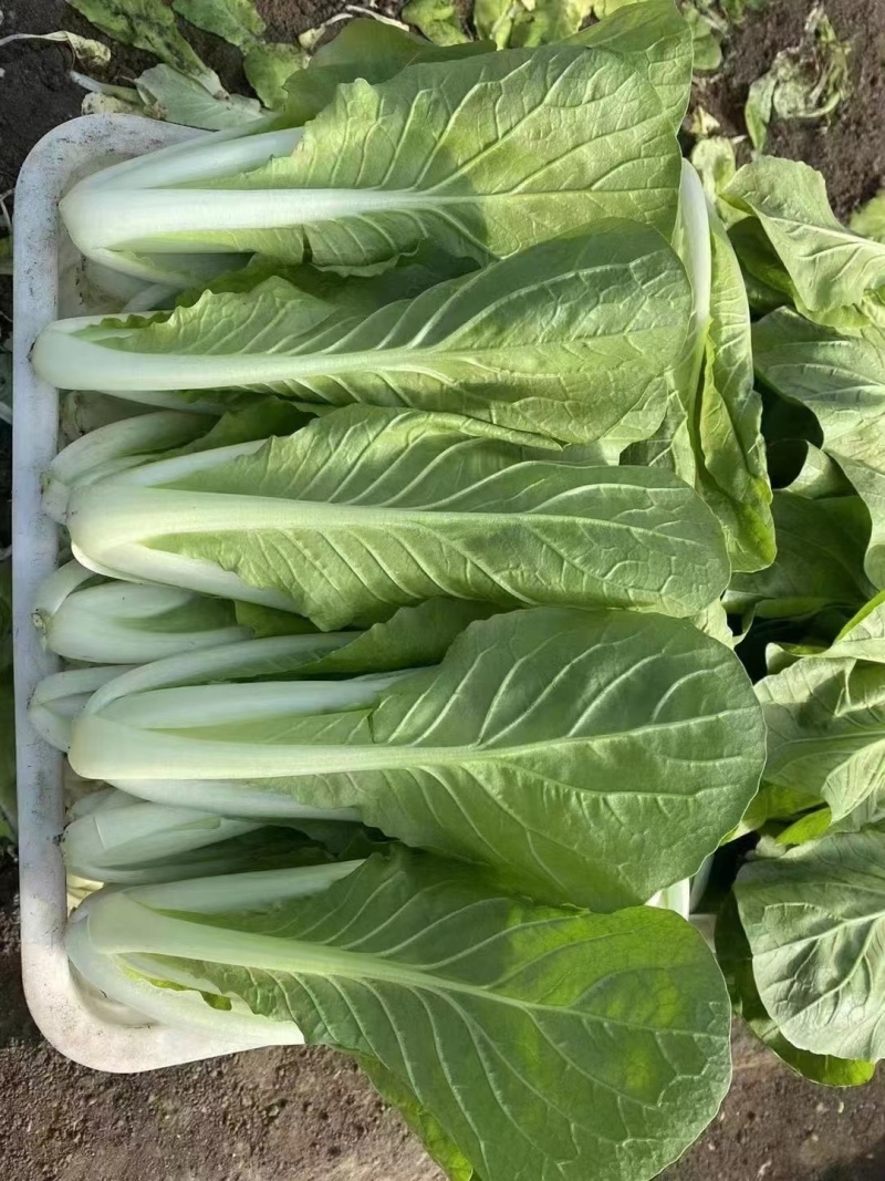 精品毛白菜杭白菜量大从优课视频看货欢迎全国老板咨询