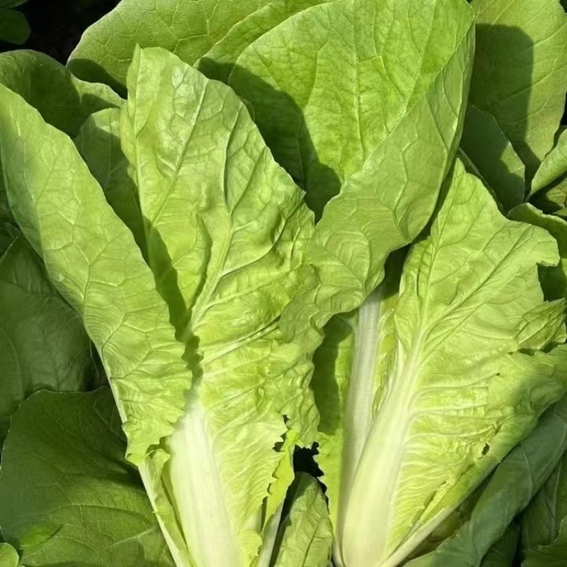 精品毛白菜杭白菜量大从优课视频看货欢迎全国老板咨询