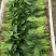精品菠菜优质菠菜大量上市量大从优欢迎全国老板咨询看货