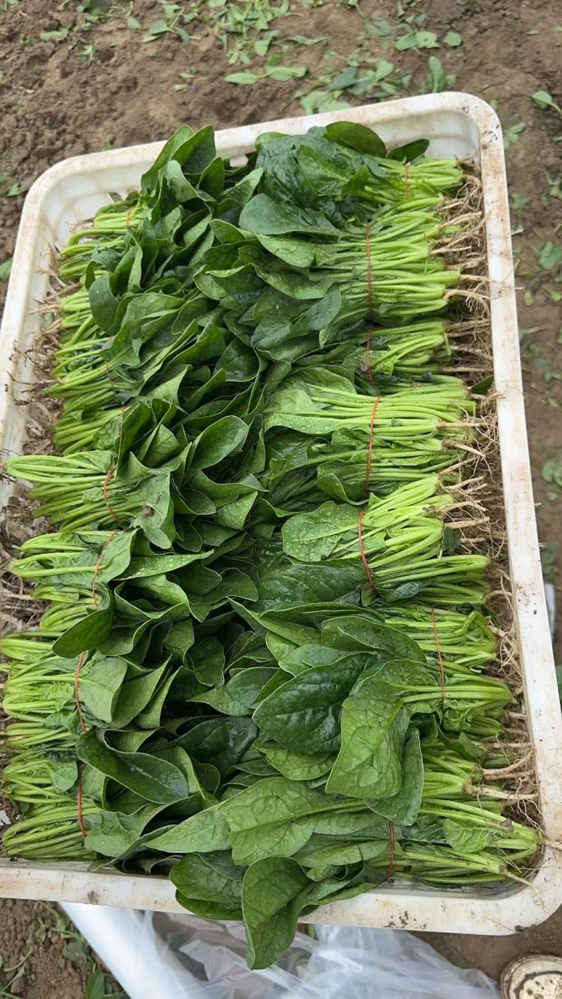 精品菠菜优质菠菜大量上市量大从优欢迎全国老板咨询看货