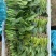 精品菠菜优质菠菜大量上市量大从优欢迎全国老板咨询看货