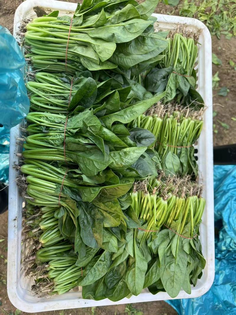 精品菠菜优质菠菜大量上市量大从优欢迎全国老板咨询看货