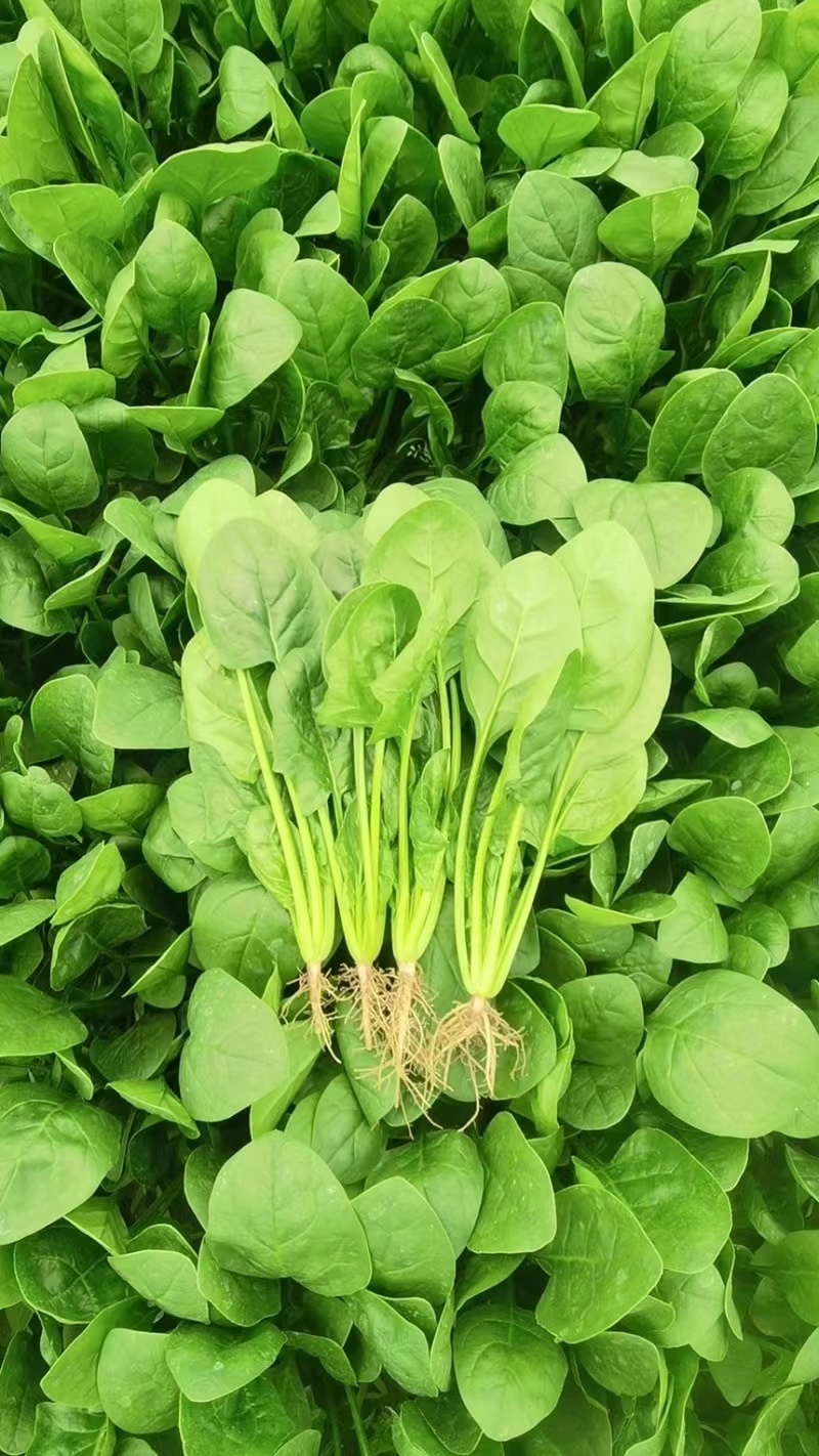 精品菠菜优质菠菜大量上市量大从优欢迎全国老板咨询看货