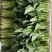 精品菠菜优质菠菜大量上市量大从优欢迎全国老板咨询看货