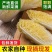 精品娃娃菜源头产地量大从优价格透明全国可发