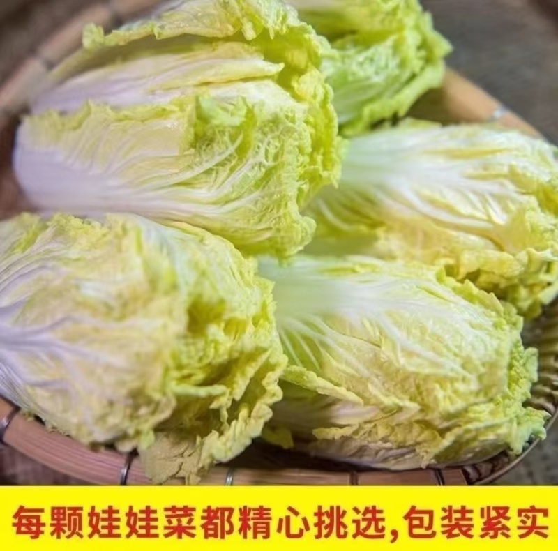 精品娃娃菜源头产地量大从优价格透明全国可发