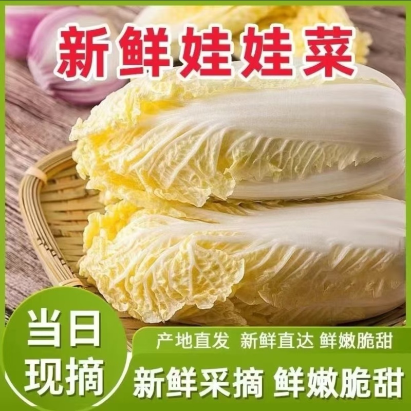 精品娃娃菜源头产地量大从优价格透明全国可发