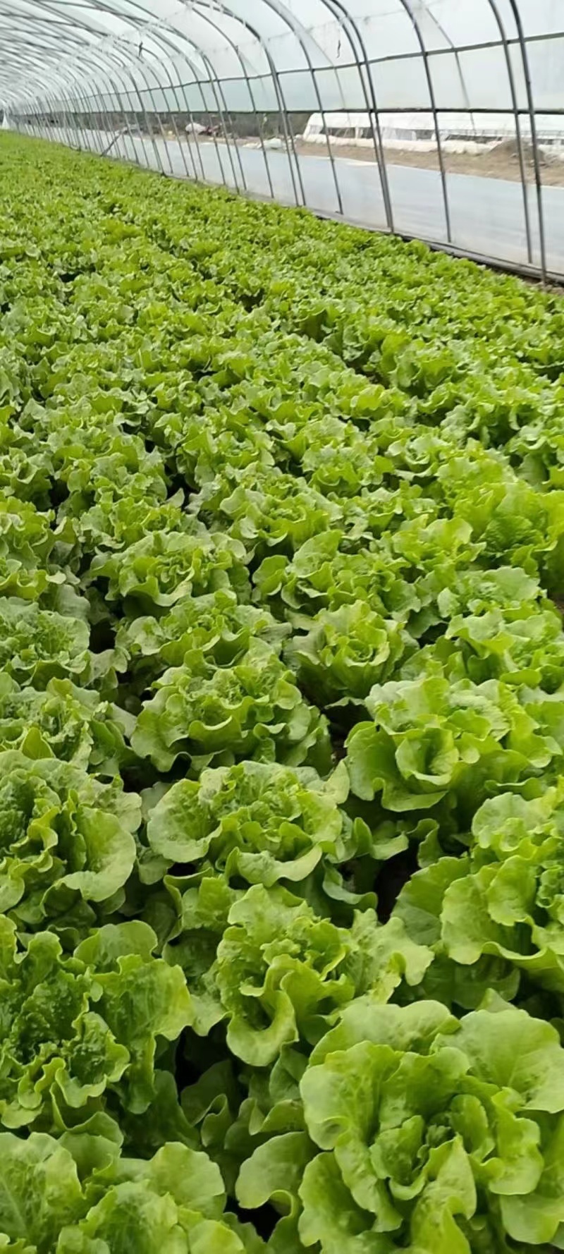 精品生菜意大利生菜量大从优欢迎全国老板咨询看货