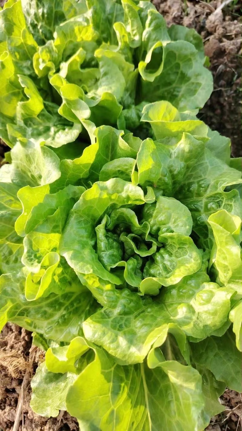 精品生菜意大利生菜量大从优欢迎全国老板咨询看货