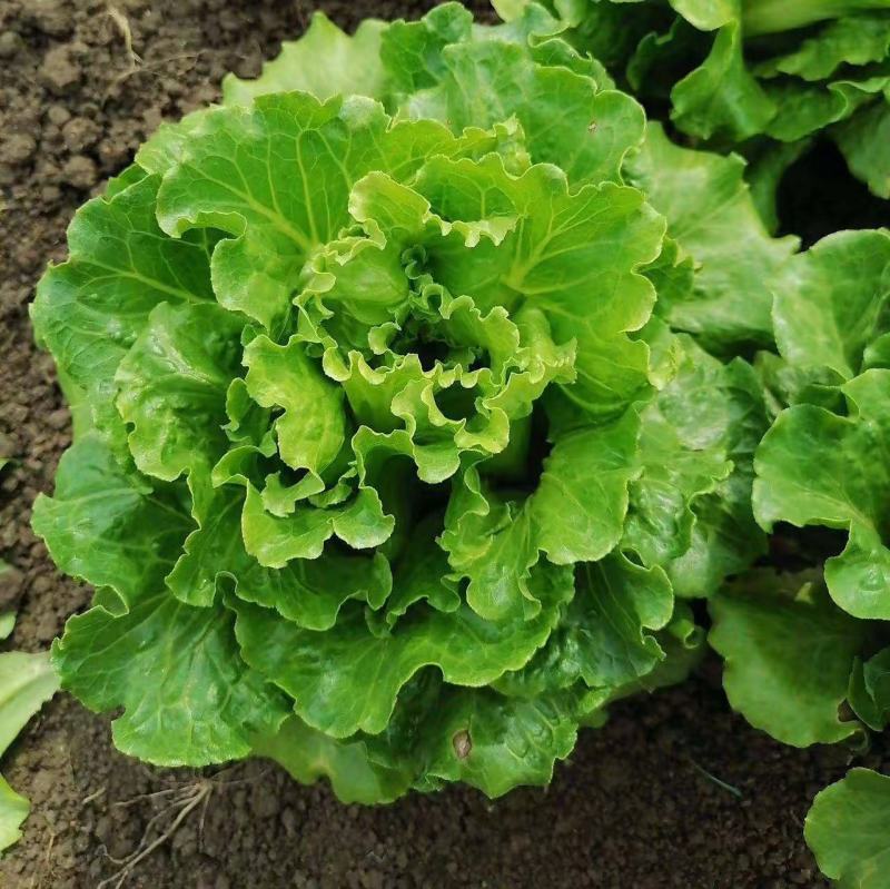 精品生菜意大利生菜量大从优欢迎全国老板咨询看货