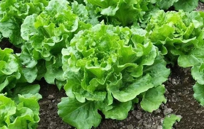 精品生菜意大利生菜量大从优欢迎全国老板咨询看货