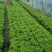 精品生菜意大利生菜量大从优欢迎全国老板咨询看货