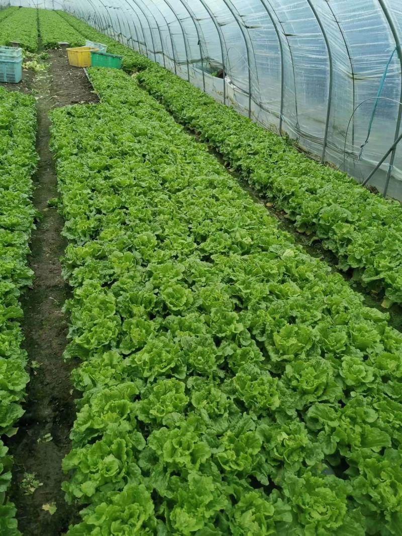 精品生菜意大利生菜量大从优欢迎全国老板咨询看货