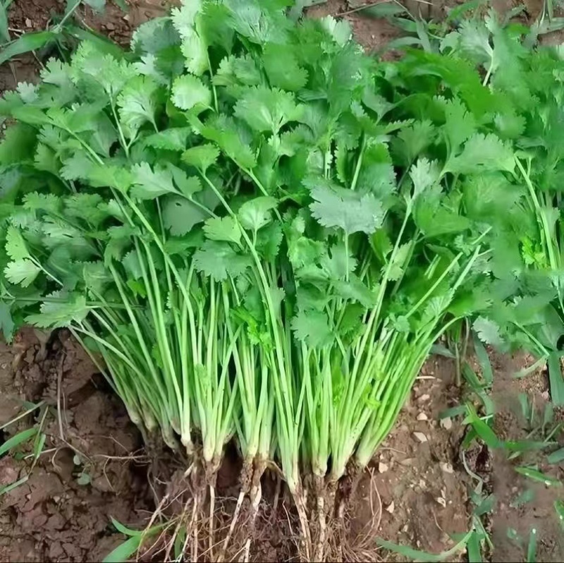 精品香菜小叶香菜大量上市一手货源产地直发欢迎看货