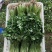 精品香菜小叶香菜大量上市一手货源产地直发欢迎看货