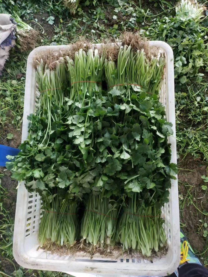 精品香菜小叶香菜大量上市一手货源产地直发欢迎看货