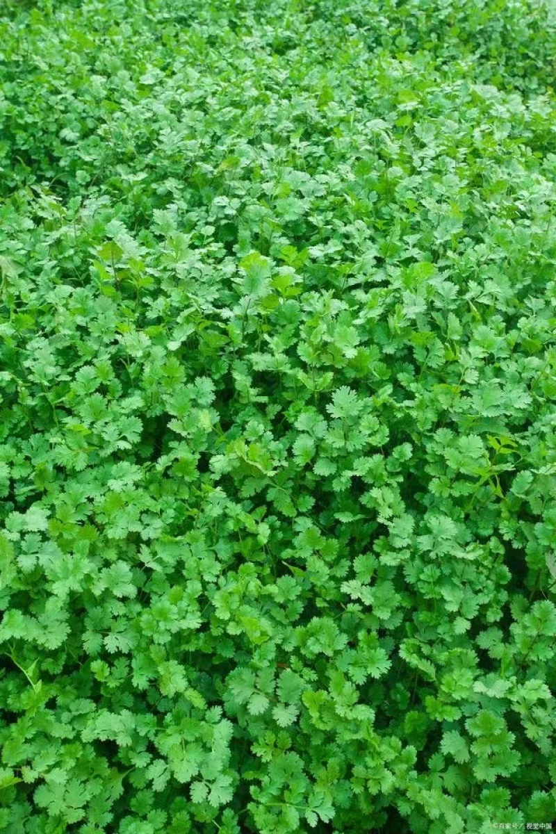 精品香菜小叶香菜大量上市一手货源产地直发欢迎看货