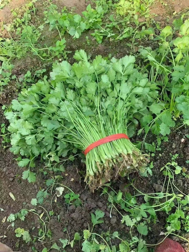精品香菜小叶香菜大量上市一手货源产地直发欢迎看货