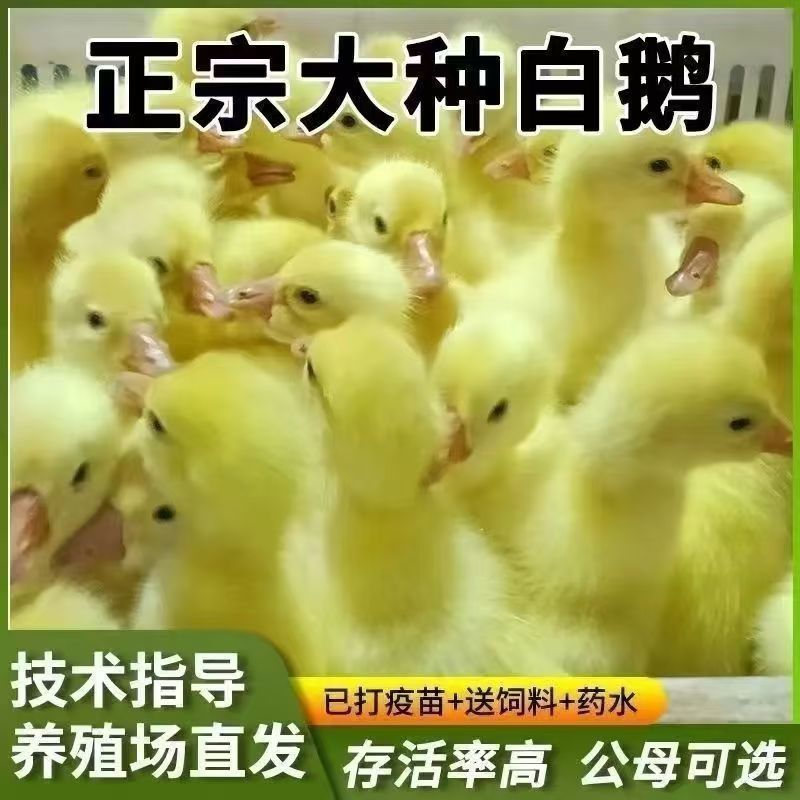 三花鹅苗正宗大三花鹅苗二年蛋三花品种纯正质量保证疫苗齐全