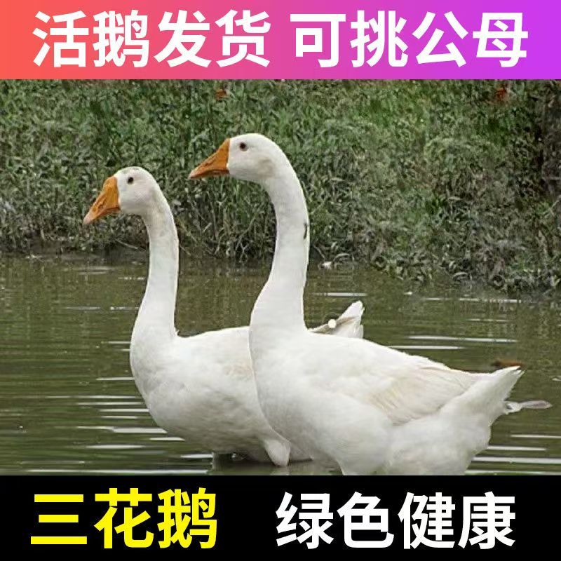 三花鹅苗正宗大三花鹅苗二年蛋三花品种纯正质量保证疫苗齐全