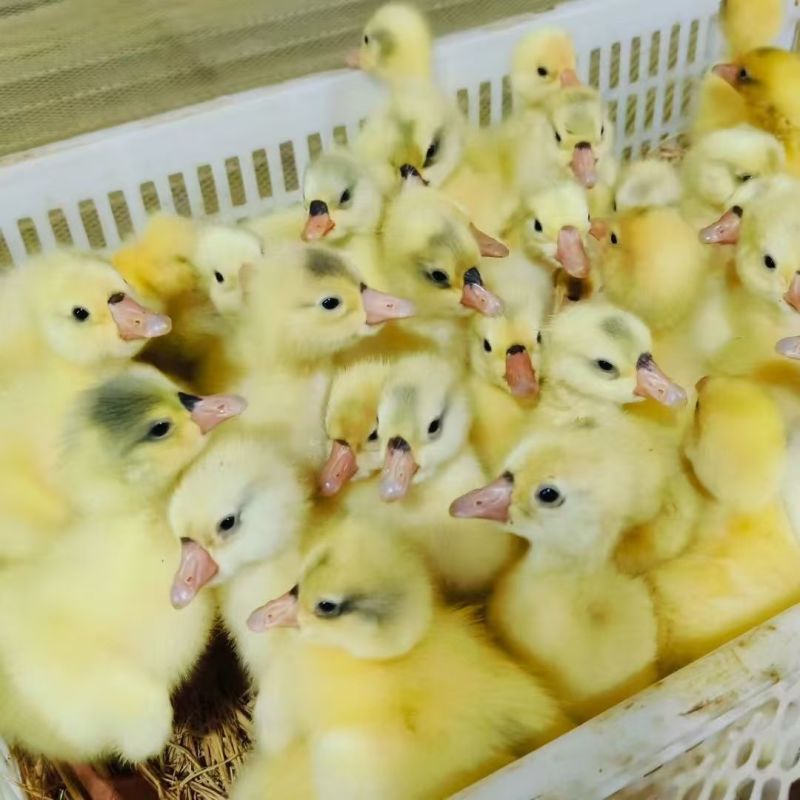 三花鹅苗正宗大三花鹅苗二年蛋三花品种纯正质量保证疫苗齐全