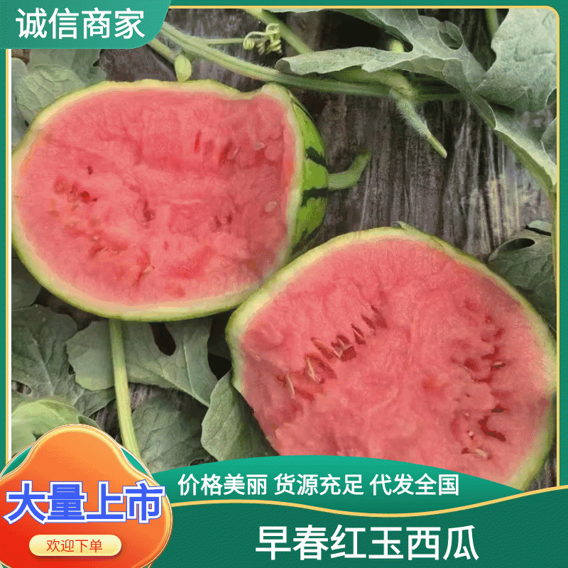 精品早春红玉，全美2k西瓜小糖丸西瓜，保证质量，要联系