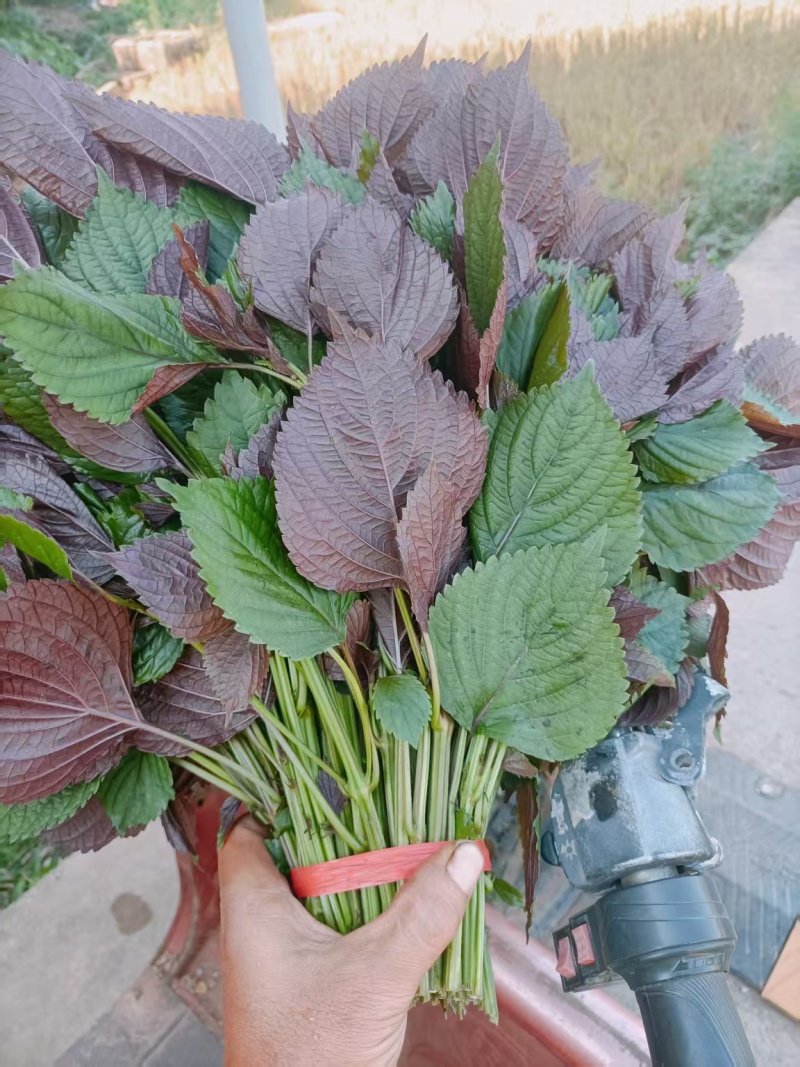 食用.药用.新鲜紫叶自产自销保证质量欢迎电话联系