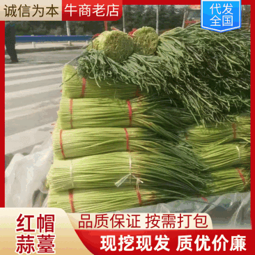 开封红帽蒜薹大量上市一手货源产地直发欢迎选购