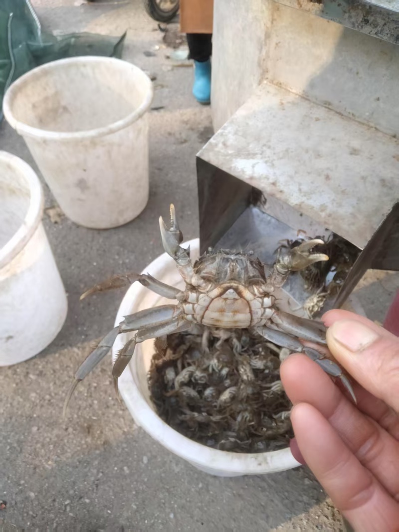 盘锦优质蟹苗保证质量成活率高抗病能力强