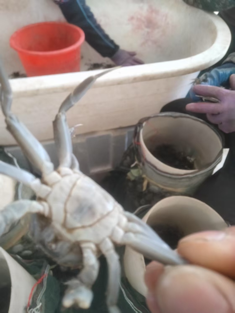 盘锦优质蟹苗保证质量成活率高抗病能力强