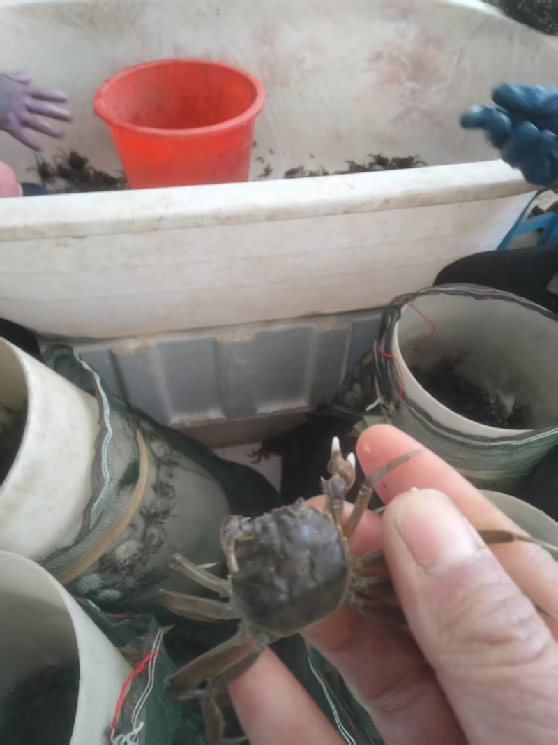 优质蟹苗出售，健康活泼，成活率高，助您轻松养殖，欢迎咨询！