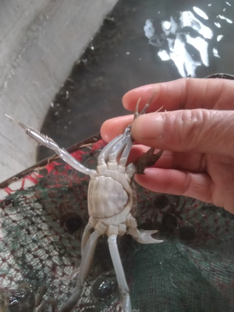 优质蟹苗出售，健康活泼，成活率高，助您轻松养殖，欢迎咨询！