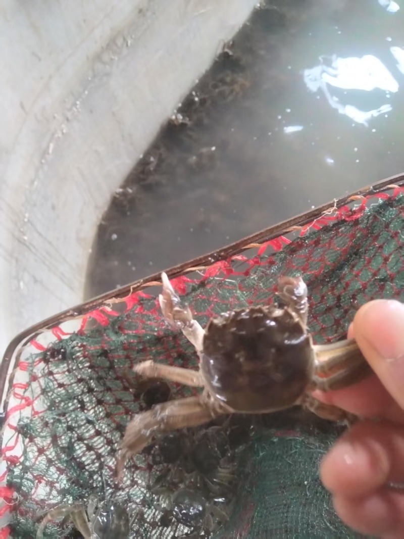 新鲜蟹苗，来自辽宁省盘锦，品质保证