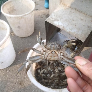 盘锦优质蟹苗保证质量成活率高抗病能力强提供技术指导死蟹包