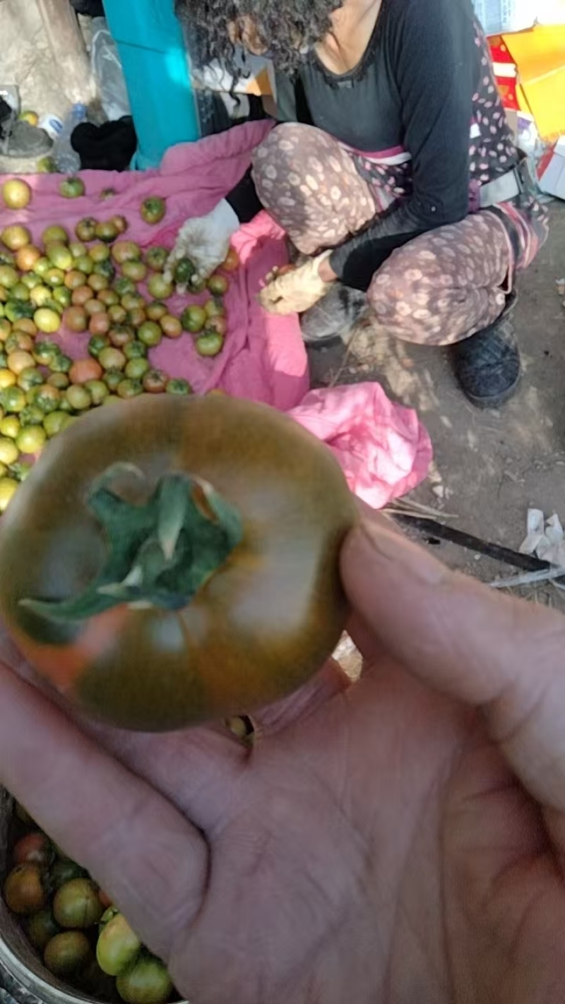 盘锦碱地柿子，一手货源，品类齐全，诚信合作，产地直发