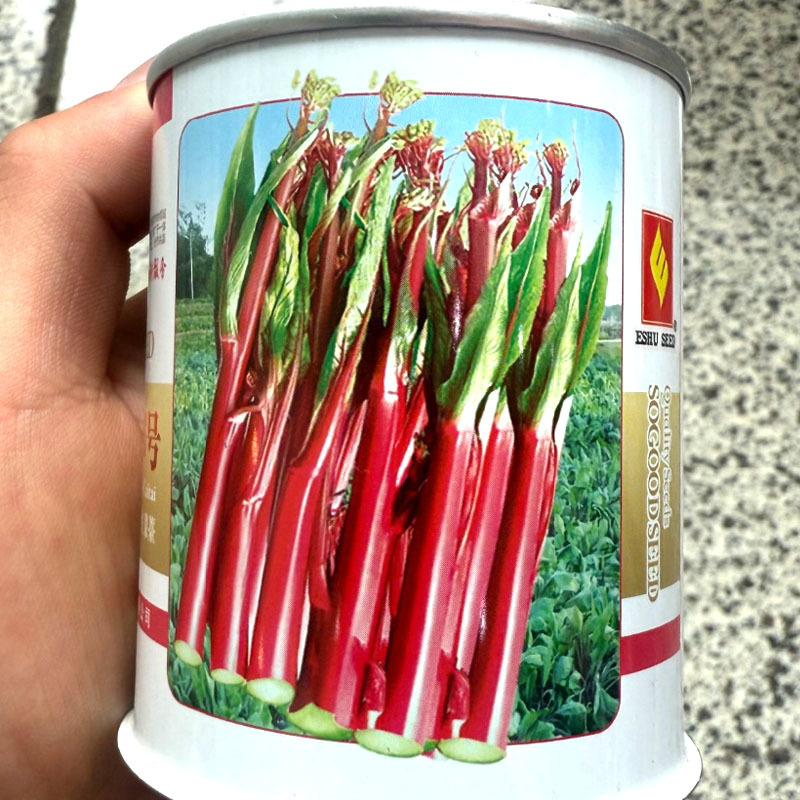 精品靓红6号红菜苔种子早中熟苔叶尖细亮红无蜡粉