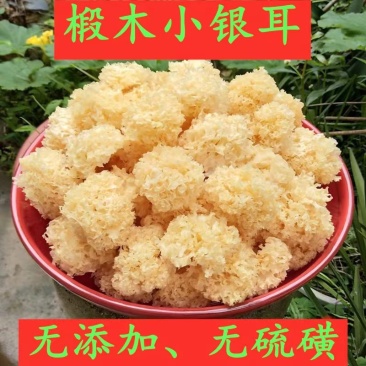 云南特产食用菌小银耳无熏硫椴木小银耳散装批发椴木银耳出胶