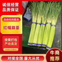 河南红帽蒜薹代收代存代加工对接电商市场商超
