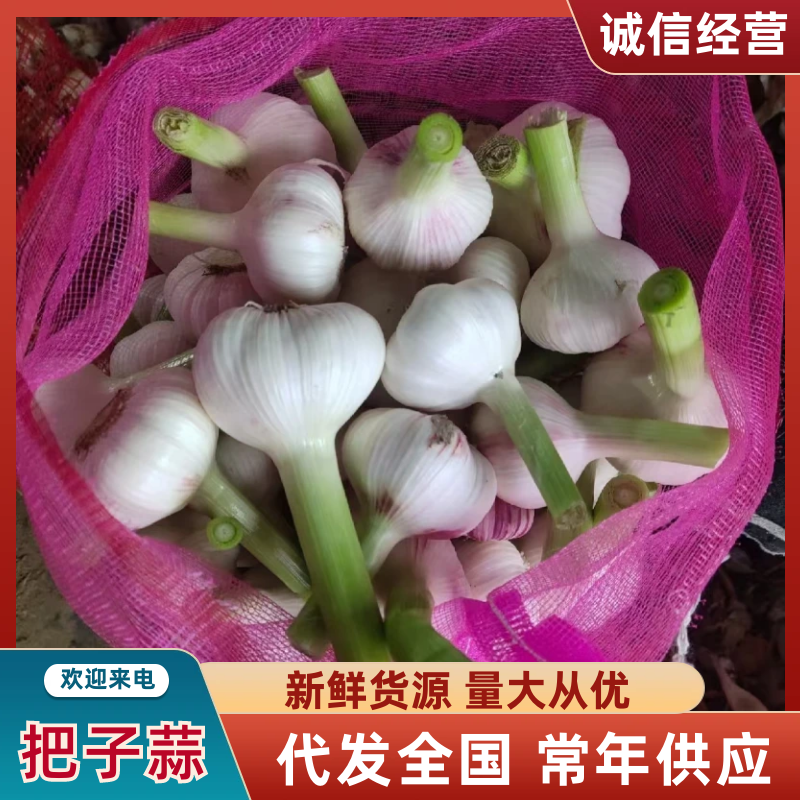 河南大蒜把子蒜对接电商市场商超一手货源可视频