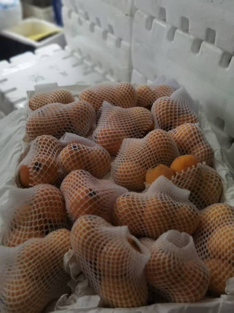 福建枇杷一手货源对接电商市场商超量大价优