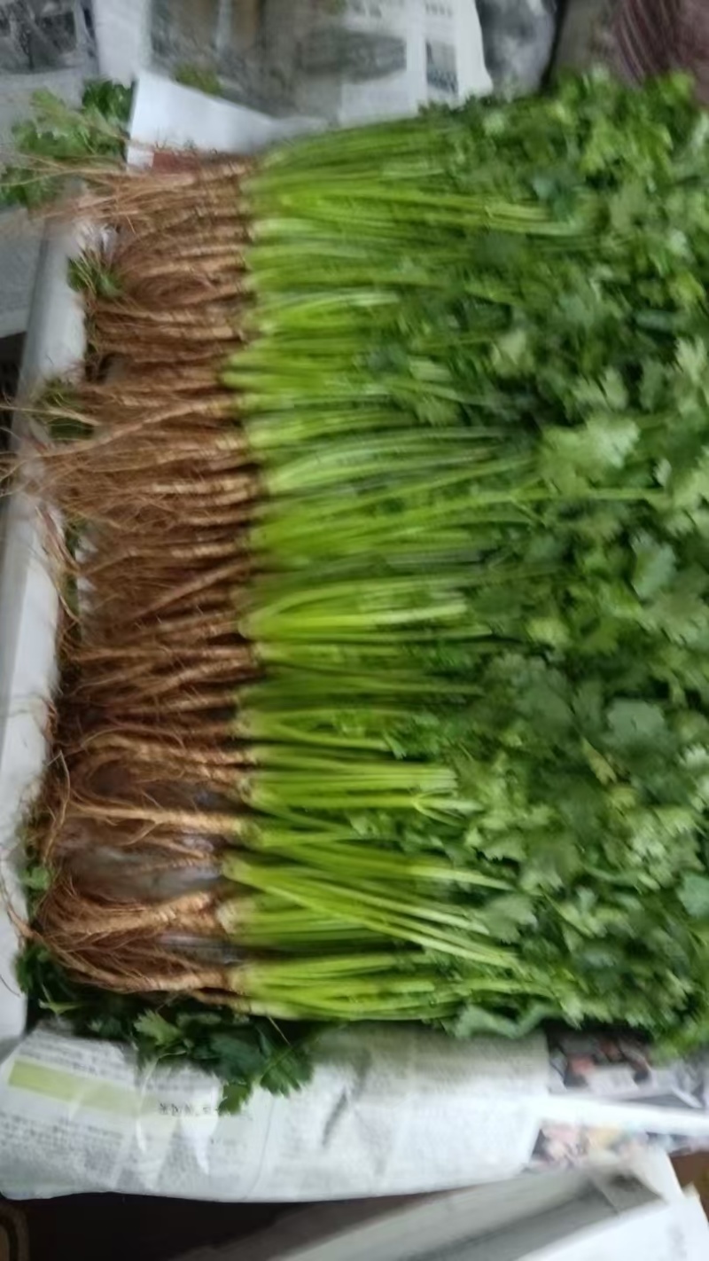 精品香菜打捆打泡沫箱净菜加工欢迎来电洽谈合作