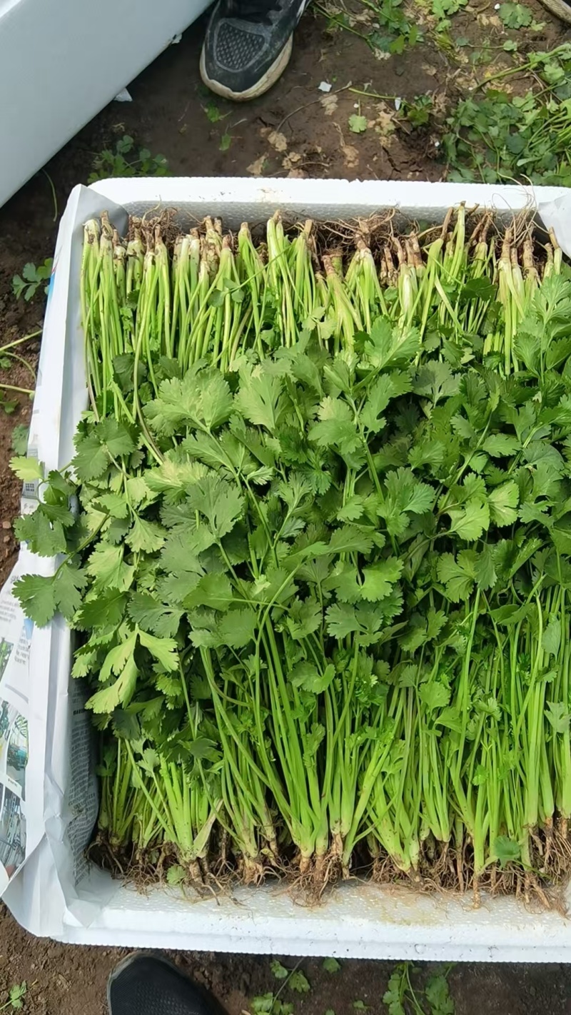 精品香菜打捆打泡沫箱净菜加工欢迎来电洽谈合作