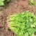 精品香菜打捆打泡沫箱净菜加工欢迎来电洽谈合作