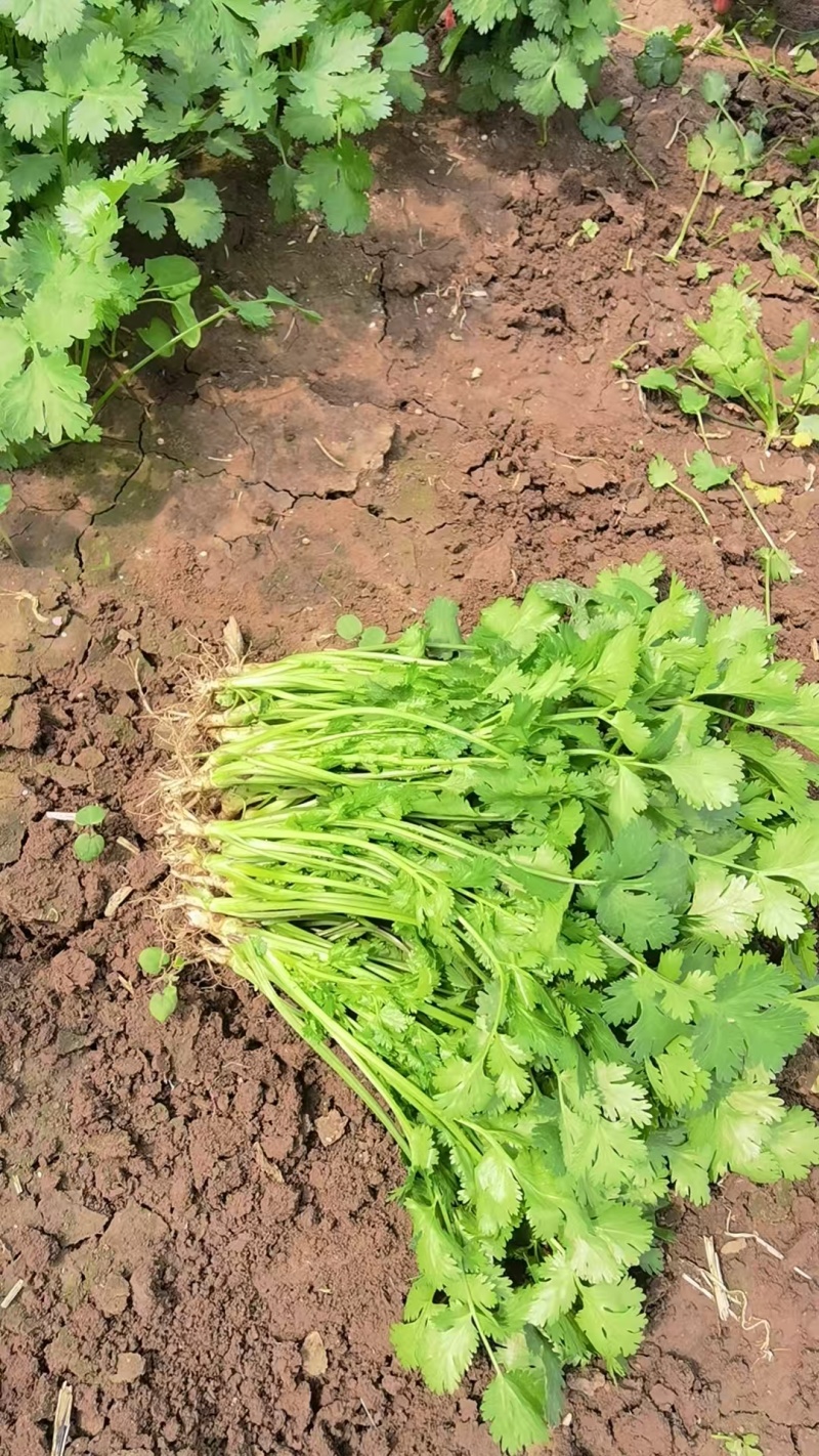 精品香菜打捆打泡沫箱净菜加工欢迎来电洽谈合作